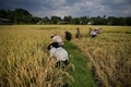 タイ北部のチェンマイにあるメーリム村で、稲刈りをする農民（2019年11月7日撮影）。(c)Lillian SUWANRUMPHA / AFP
