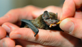 傷ついたコウモリにえさをやる生物学者の男性（2010年3月25日撮影）。(c)AFP/DDP/TORSTEN SILZ