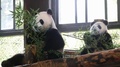 嘉嘉と嘉嘉の赤ちゃん（提供写真）。(c)CNS