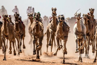 砂漠の伝統ラクダレース、コロナ影響で半年ぶりに開催 エジプト 写真24