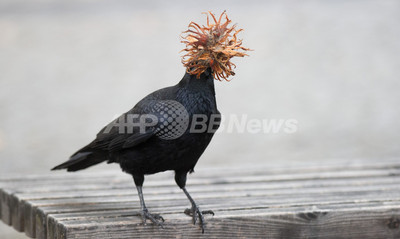 おいしい ヘーゼルナッツの花をくわえるカラス 写真2枚 国際ニュース Afpbb News