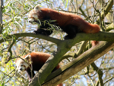 母親と死別のレッサーパンダたち、飼育員の手ですこやかに成長 ドイツ
