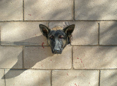 ブロック塀の穴にはまったシェパードを救助、米カリフォルニア州