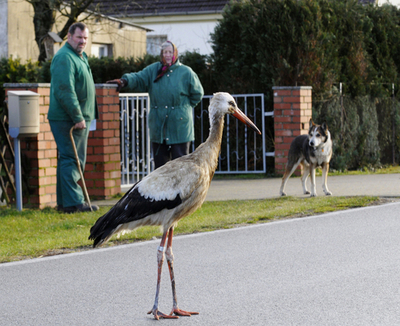 ドイツのコウノトリ、越冬地より民家のガレージがお気に入り？
