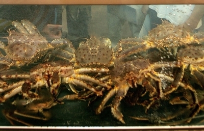 温暖化で南極の海底がカニで埋め尽くされる？ハワイ大研究