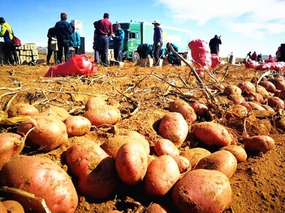 中国国内初のジャガイモまんじゅう テスト生産開始