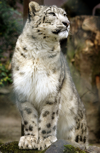 ユキヒョウ、仏から独へ引越し