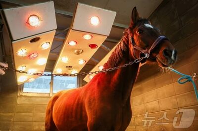 「遠赤外線マッサージに温水シャワーまで」…韓国・厳寒の中で競走馬の健康を守る