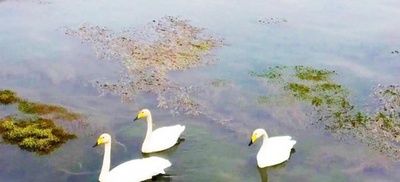 越冬する白鳥の群れが17年連続で中国・新疆に飛来 環境改善も影響