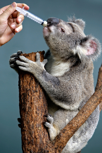 コアラの「ペトラ」、クリプトコッカス症に感染、シドニーの動物園で治療中