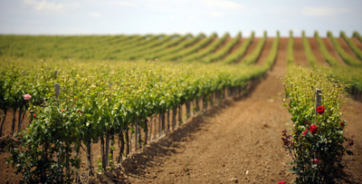 高地へ追いやられるスペインのブドウ畑、温暖化で