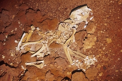 古代タスマニアのジャイアント・カンガルー絶滅原因は「気候変動」ではない、豪研究