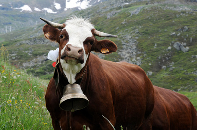 カウベルの音がうるさい！牛の首にGPS 裁判で和解 オーストリア