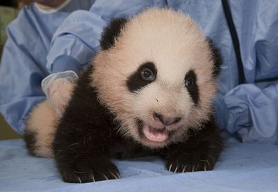 サンディエゴ動物園のパンダの赤ちゃん、定期検診中も元気いっぱい