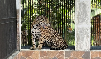 密売人から救出のジャガー、ヘリで動物園へ コロンビア