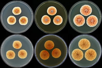 オレンジ色のカビ菌、オランダ皇太子にちなんで名付け