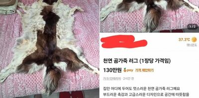 「ゴールデンレトリバーでは？」韓国中古アプリに激震、14万円で出品された“クマの毛皮”に“犬の皮”疑惑
