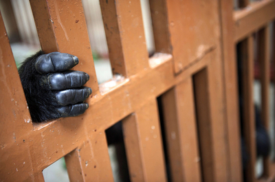 世界に4頭だけ、人に育てられるマウンテンゴリラの「孤児」たち