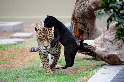 真っ黒なジャガーの双子、ペルー動物園