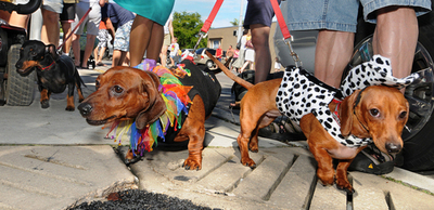 ダックスフント165匹、キーウエストを大行進