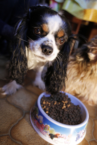 ペットの寿命を縮める「ジャンクフード」、求められる天然食品への回帰