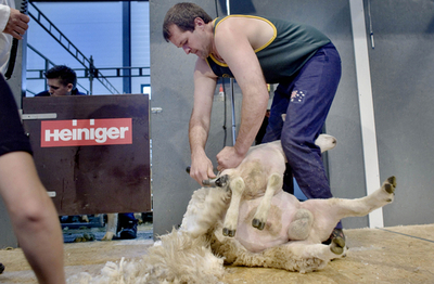 羊毛刈り取りの世界選手権、ノルウェーで開幕