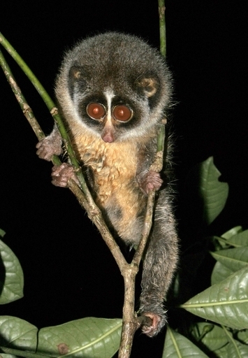 スレンダーロリスの撮影に成功、スリランカ