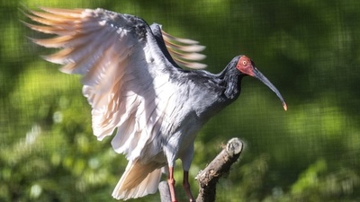 動画：現代の不死鳥 トキが日本によみがえる