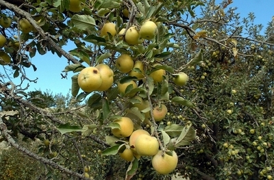 「ニュートンとリンゴ」について記した伝記原稿を初公開、英国王立協会