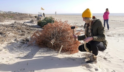 ホリデー後も一役 クリスマスツリーで米ハリケーン被害の砂丘復元