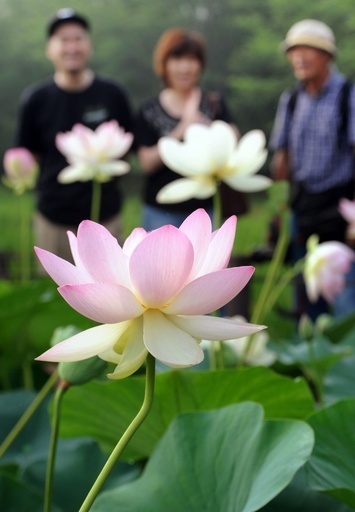 蓮の花が満開に、埼玉 行田市