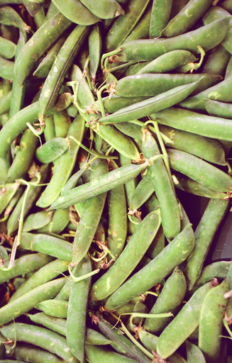 CO2排出しない「豆のジン」誕生、スコットランド