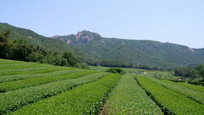 「映える茶畑」が人気…知られざる緑茶の聖地を旅する (上) – KOREA WAVE