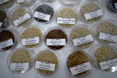 食用作物の防衛力強化を 英植物園の野生近縁種プロジェクト