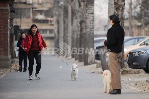 立つ犬 ただいまお散歩中 北京 写真4枚 ファッション ニュースならmode Press Powered By Afpbb News