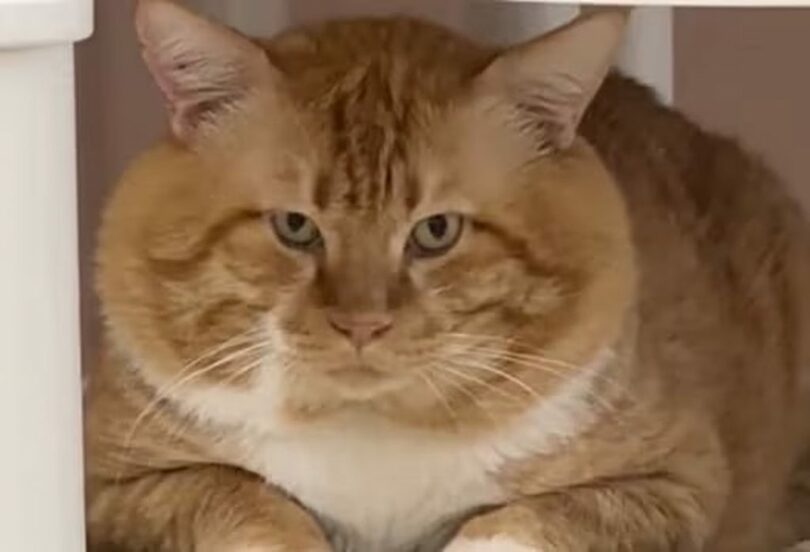 ディアレイ提供(c)news1