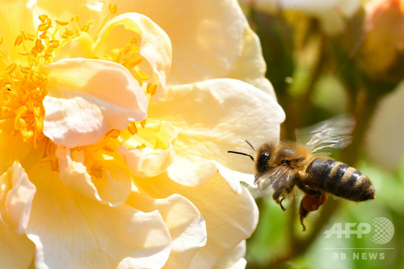 仏 ネオニコ系農薬5種を使用禁止に ハチ大量死との関連指摘 写真1枚 国際ニュース Afpbb News