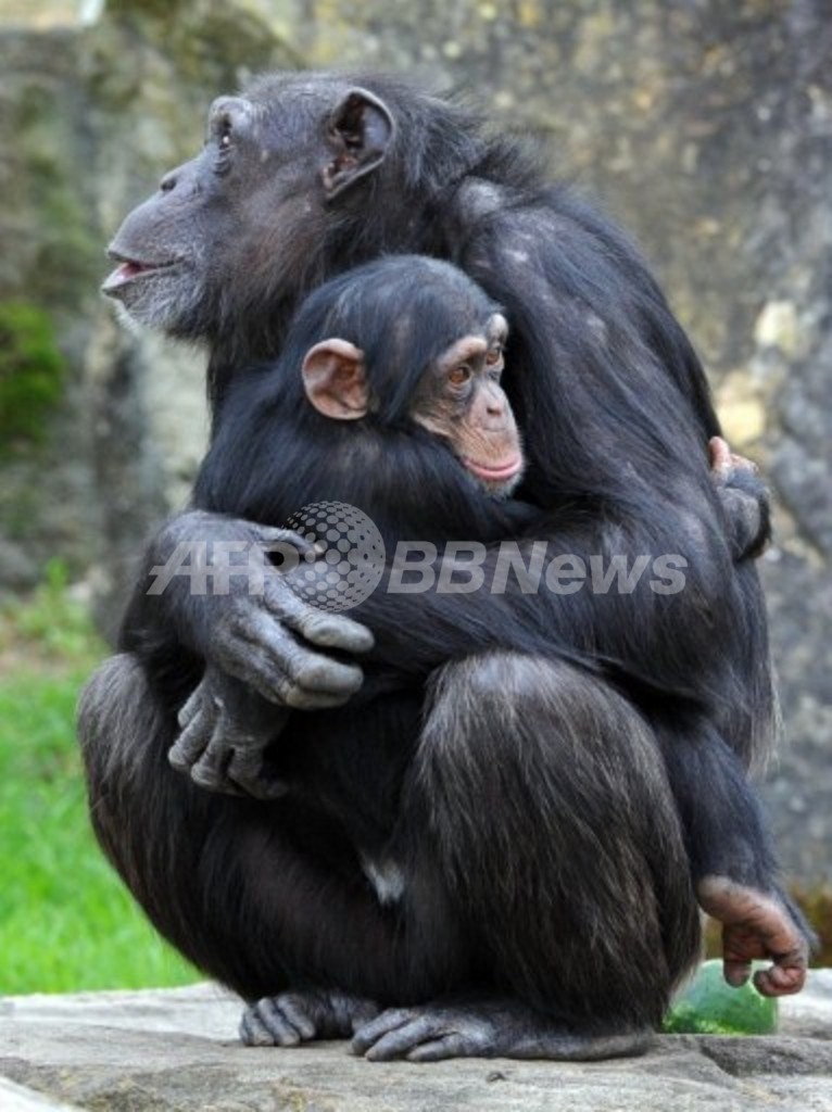 チンパンジーを使った動物実験を制限へ 米国 写真1枚 国際ニュース Afpbb News