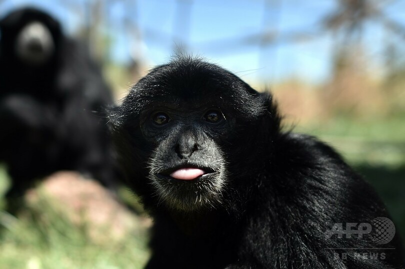 経済危機の影響は動物にも ギリシャ 写真7枚 国際ニュース Afpbb News