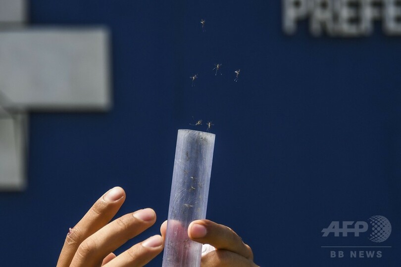 デング熱対策に有効な細菌感染させた蚊を大量放出 ブラジル