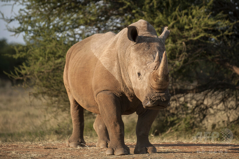 15年のアフリカのサイ密猟数1300頭超、過去6年で最多 IUCN