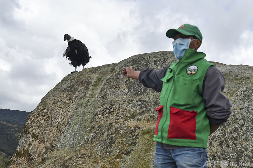 コンドルを絶滅の危機から救う 先住民と生物学者ら協力 コロンビア 写真24枚 国際ニュース Afpbb News