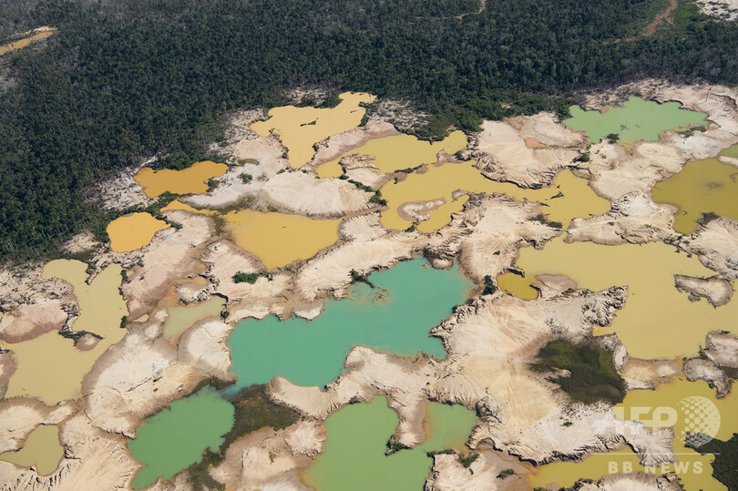 熱帯雨林破壊と気候変動の同時発生 野生生物が絶滅の危機に 写真1枚 国際ニュース Afpbb News