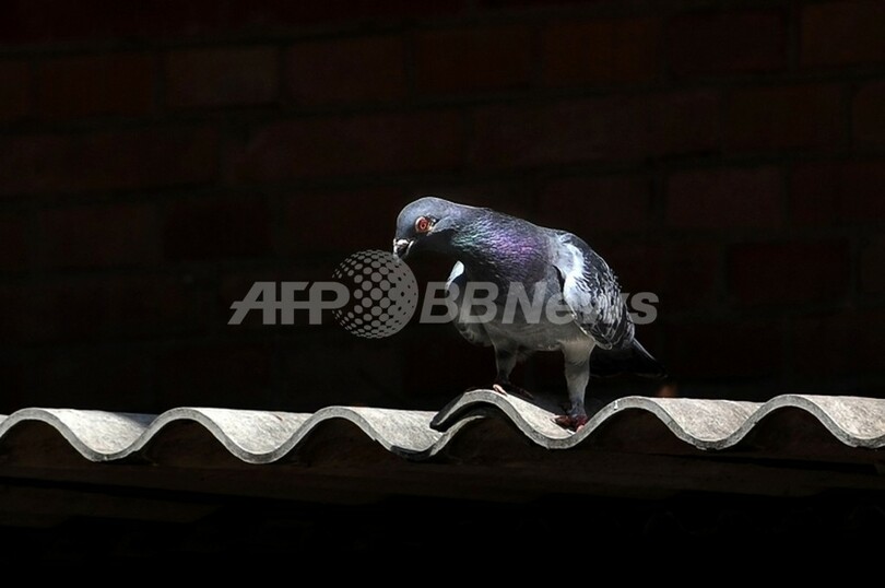 日本のレース鳩が太平洋横断 7000キロ離れたカナダで保護 写真1枚 国際ニュース Afpbb News