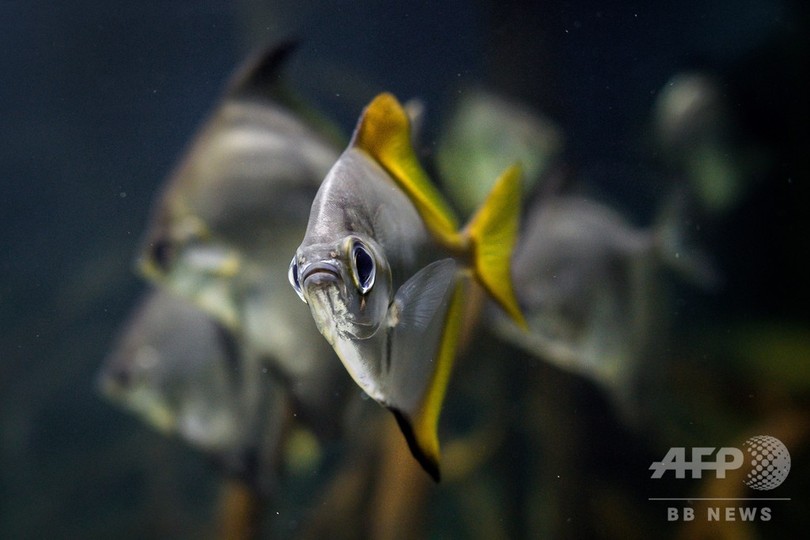 欧州最大の淡水魚博物館 5大陸の珍しい種を展示 スイス 写真10枚 国際ニュース Afpbb News