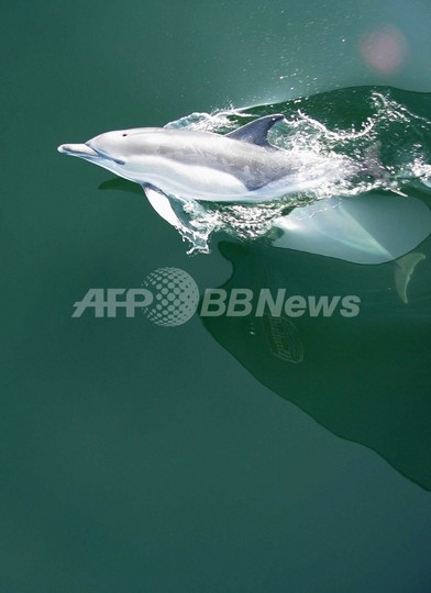 バルト海の酸欠海域が拡大、生態系崩壊の危機 WWF バルト海の酸欠海域が拡大、生態系崩壊の危機 WWF