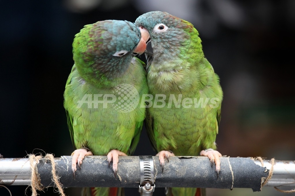 鳥の死骸からH5型インフルウイルス、中学校が休校 香港 鳥の死骸からH5型インフルウイルス、中学校が休校 香港