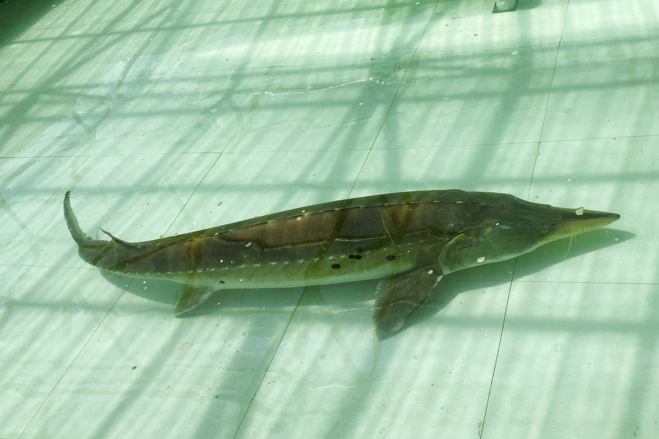 黒竜江省の漁政部門 傷を負った１５０キロのダウリアチョウザメを保護 写真3枚 国際ニュース Afpbb News