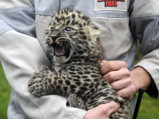アムールヒョウの赤ちゃん初公開、ドイツ 写真7枚 国際ニュース：AFPBB
