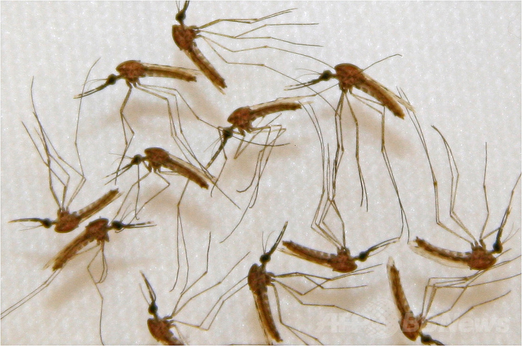 マラリア対策で蚊を遺伝子操作、子孫の95%雄に 英研究 マラリア対策で蚊を遺伝子操作、子孫の95%雄に 英研究